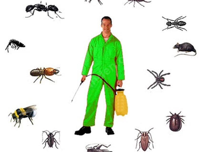 Keşap Böcek İlaçlama